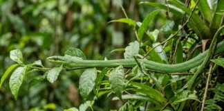 Cobra-papagaio fica imóvel por horas, combina duas camuflagens e caça lagartos e pererecas entre folhas verdes Cobra-papagaio fica imóvel por horas, combina duas camuflagens e caça lagartos e pererecas entre folhas verdes