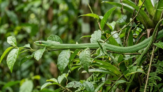 Cobra-papagaio fica imóvel por horas, combina duas camuflagens e caça lagartos e pererecas entre folhas verdes Cobra-papagaio fica imóvel por horas, combina duas camuflagens e caça lagartos e pererecas entre folhas verdes