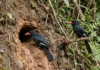 Casal de bicos-de-brasa escava um túnel em barranco de rio, alterna o trabalho por dias e cria câmara sem forração Casal de bicos-de-brasa escava um túnel em barranco de rio, alterna o trabalho por dias e cria câmara sem forração