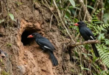 Casal de bicos-de-brasa escava um túnel em barranco de rio, alterna o trabalho por dias e cria câmara sem forração Casal de bicos-de-brasa escava um túnel em barranco de rio, alterna o trabalho por dias e cria câmara sem forração