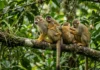 Macaco-de-cheiro combina 2 cuidados do grupo, dorme no mesmo galho e leva o filhote por semanas nas costas de adultos Macaco-de-cheiro combina 2 cuidados do grupo, dorme no mesmo galho e leva o filhote por semanas nas costas de adultos
