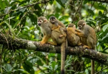 Macaco-de-cheiro combina 2 cuidados do grupo, dorme no mesmo galho e leva o filhote por semanas nas costas de adultos Macaco-de-cheiro combina 2 cuidados do grupo, dorme no mesmo galho e leva o filhote por semanas nas costas de adultos