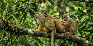 Macaco-de-cheiro combina 2 cuidados do grupo, dorme no mesmo galho e leva o filhote por semanas nas costas de adultos Macaco-de-cheiro combina 2 cuidados do grupo, dorme no mesmo galho e leva o filhote por semanas nas costas de adultos