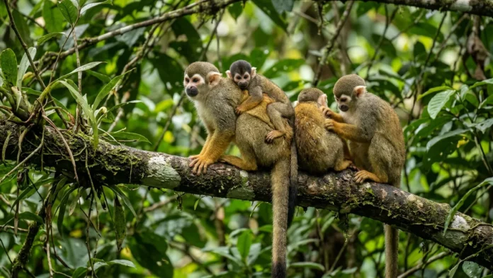 Macaco-de-cheiro combina 2 cuidados do grupo, dorme no mesmo galho e leva o filhote por semanas nas costas de adultos