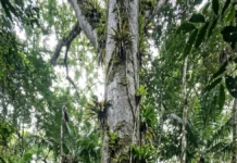 Sumaúma ultrapassa 40 metros e usa 1 rede de fungos para conectar raízes e transferir carbono e nutrientes no solo amazônico Sumaúma ultrapassa 40 metros e usa 1 rede de fungos para conectar raízes e transferir carbono e nutrientes no solo amazônico