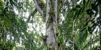 Sumaúma ultrapassa 40 metros e usa 1 rede de fungos para conectar raízes e transferir carbono e nutrientes no solo amazônico Sumaúma ultrapassa 40 metros e usa 1 rede de fungos para conectar raízes e transferir carbono e nutrientes no solo amazônico
