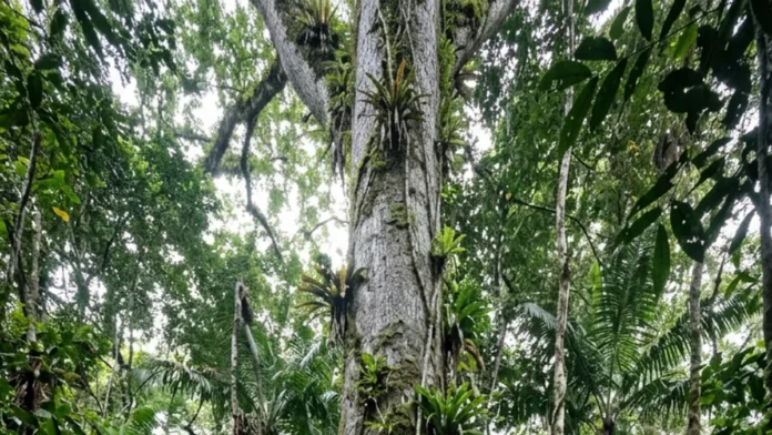 Sumaúma ultrapassa 40 metros e usa 1 rede de fungos para conectar raízes e transferir carbono e nutrientes no solo amazônico