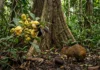 Uma abelha de grande porte abre a flor, uma cutia rompe o ouriço e duas relações fazem a castanheira produzir na floresta Uma abelha de grande porte abre a flor, uma cutia rompe o ouriço e duas relações fazem a castanheira produzir na floresta