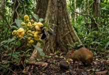 Uma abelha de grande porte abre a flor, uma cutia rompe o ouriço e duas relações fazem a castanheira produzir na floresta Uma abelha de grande porte abre a flor, uma cutia rompe o ouriço e duas relações fazem a castanheira produzir na floresta