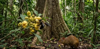 Uma abelha de grande porte abre a flor, uma cutia rompe o ouriço e duas relações fazem a castanheira produzir na floresta Uma abelha de grande porte abre a flor, uma cutia rompe o ouriço e duas relações fazem a castanheira produzir na floresta