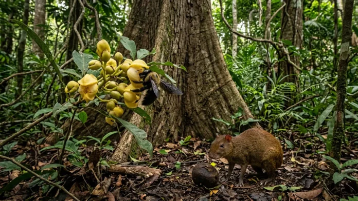 Uma abelha de grande porte abre a flor, uma cutia rompe o ouriço e duas relações fazem a castanheira produzir na floresta