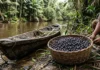 Açaí perde parte do valor nutricional em poucas horas, e 2 destinos após a colheita revelam o peso do transporte Açaí perde parte do valor nutricional em poucas horas, e 2 destinos após a colheita revelam o peso do transporte