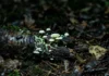 Fungo bioluminescente surge em 2 formas na madeira em decomposição e 1 hipótese liga o brilho a insetos que espalham esporos no escuro Fungo bioluminescente surge em 2 formas na madeira em decomposição e 1 hipótese liga o brilho a insetos que espalham esporos no escuro
