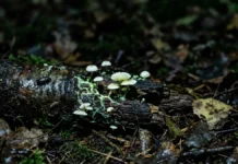 Fungo bioluminescente surge em 2 formas na madeira em decomposição e 1 hipótese liga o brilho a insetos que espalham esporos no escuro Fungo bioluminescente surge em 2 formas na madeira em decomposição e 1 hipótese liga o brilho a insetos que espalham esporos no escuro