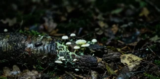 Fungo bioluminescente surge em 2 formas na madeira em decomposição e 1 hipótese liga o brilho a insetos que espalham esporos no escuro Fungo bioluminescente surge em 2 formas na madeira em decomposição e 1 hipótese liga o brilho a insetos que espalham esporos no escuro