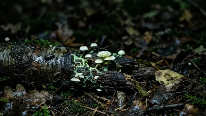 Fungo bioluminescente surge em 2 formas na madeira em decomposição e 1 hipótese liga o brilho a insetos que espalham esporos no escuro