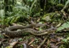 Nova serpente é descrita entre Vietnã e China e desfaz confusão de mais de um século em dois países Nova serpente é descrita entre Vietnã e China e desfaz confusão de mais de um século em dois países