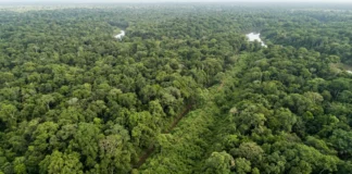 Laser varre 4.500 km² de floresta no Acre e revela 3 marcas do relevo escondidas sob a vegetação Laser varre 4.500 km² de floresta no Acre e revela 3 marcas do relevo escondidas sob a vegetação