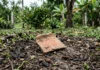 Moradores de Anajás encontram uma peça de cerâmica no quintal e checagem do Museu Goeldi identifica quatro sítios arqueológicos no Marajó Moradores de Anajás encontram uma peça de cerâmica no quintal e checagem do Museu Goeldi identifica quatro sítios arqueológicos no Marajó