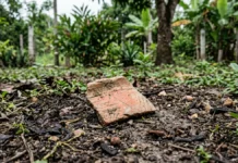 Moradores de Anajás encontram uma peça de cerâmica no quintal e checagem do Museu Goeldi identifica quatro sítios arqueológicos no Marajó Moradores de Anajás encontram uma peça de cerâmica no quintal e checagem do Museu Goeldi identifica quatro sítios arqueológicos no Marajó