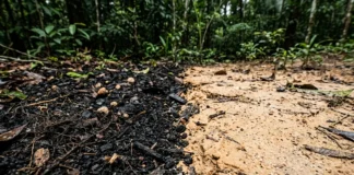 Resíduos orgânicos e fogo formam terra preta, que concentra quatro minerais e guarda até cem vezes mais carbono no solo amazônico Resíduos orgânicos e fogo formam terra preta, que concentra quatro minerais e guarda até cem vezes mais carbono no solo amazônico