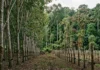 Seringueiras são plantadas em fileiras apertadas, o mal das folhas avança e projeto de 200 mil hectares chega a 900 em 1931 Seringueiras são plantadas em fileiras apertadas, o mal das folhas avança e projeto de 200 mil hectares chega a 900 em 1931