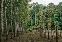 Seringueiras são plantadas em fileiras apertadas, o mal das folhas avança e projeto de 200 mil hectares chega a 900 em 1931 Seringueiras são plantadas em fileiras apertadas, o mal das folhas avança e projeto de 200 mil hectares chega a 900 em 1931