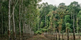 Seringueiras são plantadas em fileiras apertadas, o mal das folhas avança e projeto de 200 mil hectares chega a 900 em 1931 Seringueiras são plantadas em fileiras apertadas, o mal das folhas avança e projeto de 200 mil hectares chega a 900 em 1931