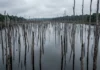 Balbina alagou floresta no Amazonas e sacrificou 35 vezes mais área por megawatt instalado que Tucuruí, deixando árvores mortas no lago Balbina alagou floresta no Amazonas e sacrificou 35 vezes mais área por megawatt instalado que Tucuruí, deixando árvores mortas no lago