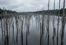 Balbina alagou floresta no Amazonas e sacrificou 35 vezes mais área por megawatt instalado que Tucuruí, deixando árvores mortas no lago Balbina alagou floresta no Amazonas e sacrificou 35 vezes mais área por megawatt instalado que Tucuruí, deixando árvores mortas no lago