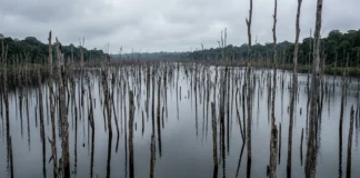 Balbina alagou floresta no Amazonas e sacrificou 35 vezes mais área por megawatt instalado que Tucuruí, deixando árvores mortas no lago Balbina alagou floresta no Amazonas e sacrificou 35 vezes mais área por megawatt instalado que Tucuruí, deixando árvores mortas no lago