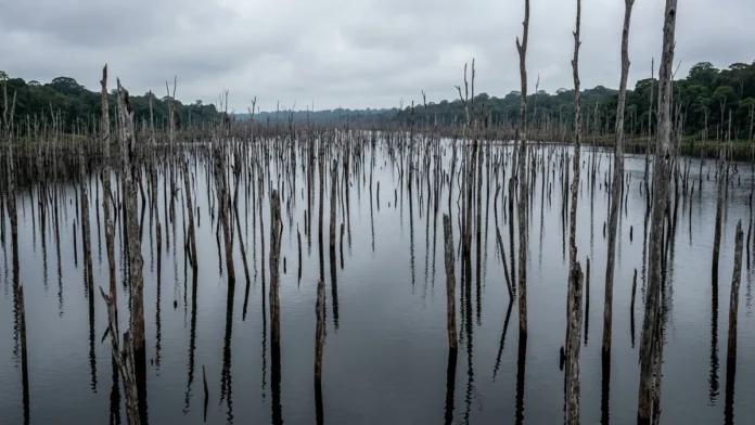 Balbina alagou floresta no Amazonas e sacrificou 35 vezes mais área por megawatt instalado que Tucuruí, deixando árvores mortas no lago Balbina alagou floresta no Amazonas e sacrificou 35 vezes mais área por megawatt instalado que Tucuruí, deixando árvores mortas no lago