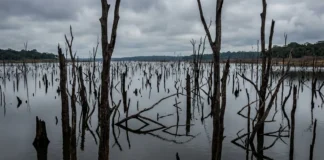 Lago de Tucuruí alaga 2.850 km², deixa árvores submersas e transforma parte da floresta em madeira extraída enquanto usina chega a 8.370 MW Lago de Tucuruí alaga 2.850 km², deixa árvores submersas e transforma parte da floresta em madeira extraída enquanto usina chega a 8.370 MW