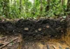 Restos de mandioca, espinhas de peixe e cinza são depositados, passam 1.200 anos e formam terra preta; vestígios chegam a 5.000 no Xingu Restos de mandioca, espinhas de peixe e cinza são depositados, passam 1.200 anos e formam terra preta; vestígios chegam a 5.000 no Xingu
