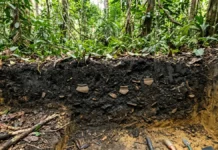 Restos de mandioca, espinhas de peixe e cinza são depositados, passam 1.200 anos e formam terra preta; vestígios chegam a 5.000 no Xingu Restos de mandioca, espinhas de peixe e cinza são depositados, passam 1.200 anos e formam terra preta; vestígios chegam a 5.000 no Xingu