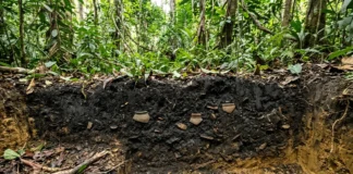 Restos de mandioca, espinhas de peixe e cinza são depositados, passam 1.200 anos e formam terra preta; vestígios chegam a 5.000 no Xingu Restos de mandioca, espinhas de peixe e cinza são depositados, passam 1.200 anos e formam terra preta; vestígios chegam a 5.000 no Xingu