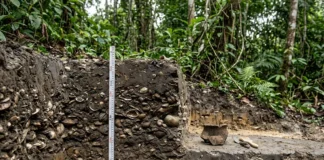 Sambaqui de Taperinha reúne 6,5 metros de conchas e fragmento cerâmico ligado a datações de 7 mil anos que pode estar entre os mais antigos Sambaqui de Taperinha reúne 6,5 metros de conchas e fragmento cerâmico ligado a datações de 7 mil anos que pode estar entre os mais antigos
