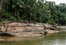 Uma gravura em afloramento rochoso à margem de um rio no Pará só aparece quando a água baixa, segundo estudo arqueológico Uma gravura em afloramento rochoso à margem de um rio no Pará só aparece quando a água baixa, segundo estudo arqueológico