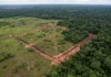 Geoglifos da Amazônia ocidental são notados após a derrubada e expõem dois efeitos sobre o patrimônio, descoberta e ameaça Geoglifos da Amazônia ocidental são notados após 1 ação humana, a derrubada, e expõem 2 efeitos sobre o patrimônio, descoberta e ameaça