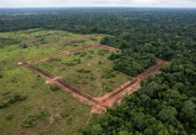 Geoglifos da Amazônia ocidental são notados após a derrubada e expõem dois efeitos sobre o patrimônio, descoberta e ameaça Geoglifos da Amazônia ocidental são notados após 1 ação humana, a derrubada, e expõem 2 efeitos sobre o patrimônio, descoberta e ameaça