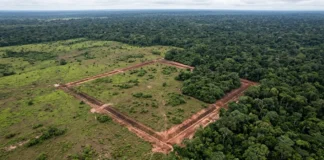 Geoglifos da Amazônia ocidental são notados após a derrubada e expõem dois efeitos sobre o patrimônio, descoberta e ameaça Geoglifos da Amazônia ocidental são notados após 1 ação humana, a derrubada, e expõem 2 efeitos sobre o patrimônio, descoberta e ameaça