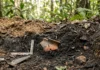 Fragmento de cerâmica em terra preta corrobora aldeia pré-colombiana, com camadas datadas entre 500 e 1.200 anos Fragmento de cerâmica em terra preta corrobora aldeia pré-colombiana, com camadas datadas entre 500 e 1.200 anos