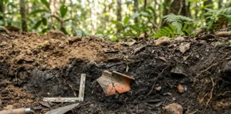 Fragmento de cerâmica em terra preta corrobora aldeia pré-colombiana, com camadas datadas entre 500 e 1.200 anos Fragmento de cerâmica em terra preta corrobora aldeia pré-colombiana, com camadas datadas entre 500 e 1.200 anos