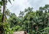 Terra preta pode nascer de uma rotina nas aldeias amazônicas, mas pesquisadores ainda contrapõem duas hipóteses sobre sua origem Terra preta pode nascer de uma rotina nas aldeias amazônicas, mas pesquisadores ainda contrapõem duas hipóteses sobre sua origem