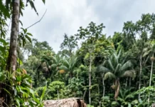 Terra preta pode nascer de uma rotina nas aldeias amazônicas, mas pesquisadores ainda contrapõem duas hipóteses sobre sua origem Terra preta pode nascer de uma rotina nas aldeias amazônicas, mas pesquisadores ainda contrapõem duas hipóteses sobre sua origem