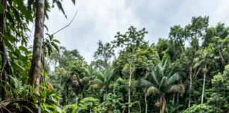 Terra preta pode nascer de uma rotina nas aldeias amazônicas, mas pesquisadores ainda contrapõem duas hipóteses sobre sua origem Terra preta pode nascer de uma rotina nas aldeias amazônicas, mas pesquisadores ainda contrapõem duas hipóteses sobre sua origem