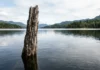 Árvore permanece na superfície do lago décadas após o alagamento e interfere na navegação e na pesca 1 árvore permanece na superfície do lago décadas após o alagamento e interfere em 2 atividades, a navegação e a pesca