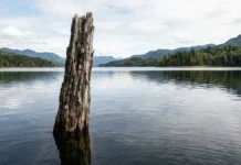 Árvore permanece na superfície do lago décadas após o alagamento e interfere na navegação e na pesca 1 árvore permanece na superfície do lago décadas após o alagamento e interfere em 2 atividades, a navegação e a pesca