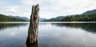 Árvore permanece na superfície do lago décadas após o alagamento e interfere na navegação e na pesca 1 árvore permanece na superfície do lago décadas após o alagamento e interfere em 2 atividades, a navegação e a pesca
