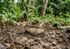 Quem encontra uma peça arqueológica no quintal precisa evitar duas ações, porque o lugar também guarda informação sobre o passado Quem encontra uma peça arqueológica no quintal precisa evitar duas ações, porque o lugar também guarda informação sobre o passado